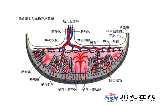 秦西幕:產(chǎn)婦分娩不見胎盤,竟被醫(yī)護非法出售