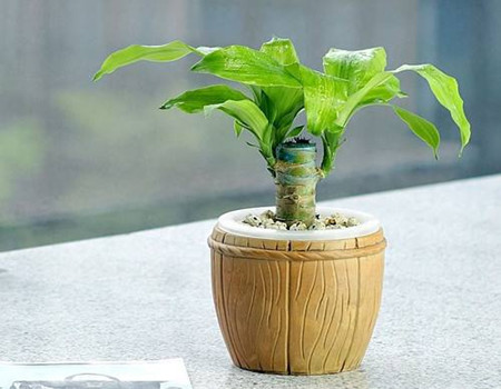 巴西木的換盆時(shí)間 巴西木的換盆時(shí)間