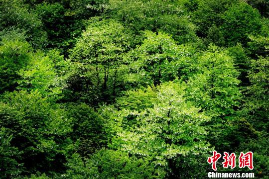 萬畝鴿子花盛開!≈旌 攝