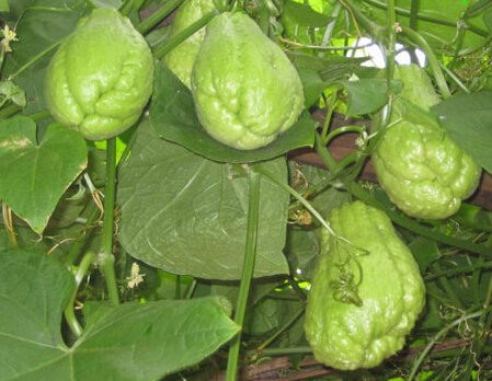 體質(zhì)養(yǎng)生之道