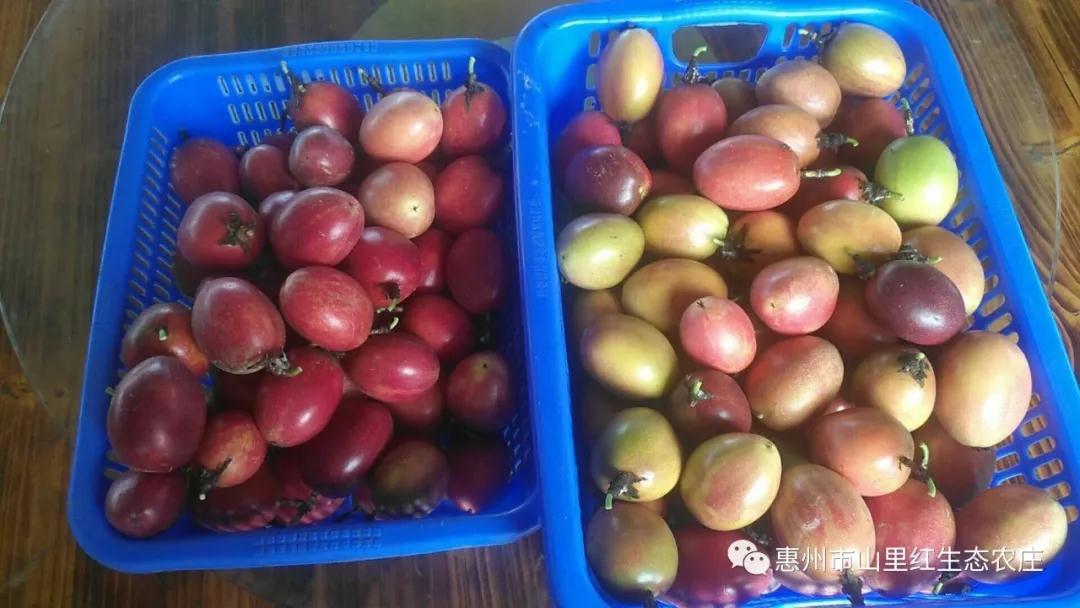 百香果的功效 1可以增強(qiáng)人體抵抗力,提高免疫力 2有改善人體吸收功能、整腸健胃的功效 3可以增強(qiáng)消化吸收功能,使得人體排便正常 4有美容養(yǎng)顏,抗衰老的作用