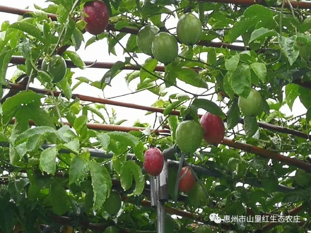 百香果的功效 1可以增強(qiáng)人體抵抗力,提高免疫力 2有改善人體吸收功能、整腸健胃的功效 3可以增強(qiáng)消化吸收功能,使得人體排便正常 4有美容養(yǎng)顏,抗衰老的作用