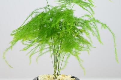 ̎(ji)ʲôm