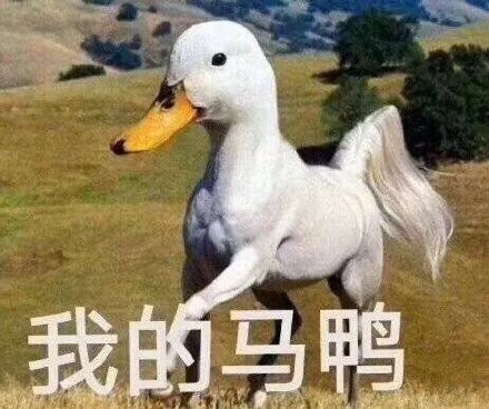 我的馬鴨是什么鴨?