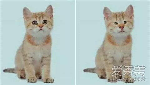 吸貓上癮是真的嗎 吸貓上癮原理 吸貓上癮是真的嗎 吸貓上癮原理