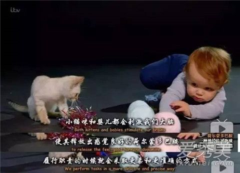 吸貓上癮是真的嗎 吸貓上癮原理 吸貓上癮是真的嗎 吸貓上癮原理