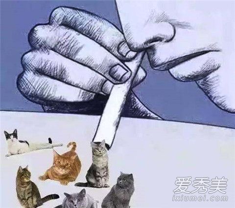吸貓上癮是真的嗎 吸貓上癮原理 吸貓上癮是真的嗎 吸貓上癮原理
