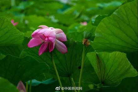 接二連三!圓明園現(xiàn)今夏第三朵并蒂蓮 接二連三!圓明園現(xiàn)今夏第三朵并蒂蓮