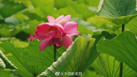 接二連三!圓明園現(xiàn)今夏第三朵并蒂蓮 接二連三!圓明園現(xiàn)今夏第三朵并蒂蓮