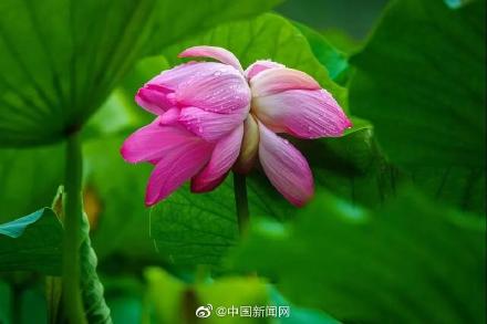 接二連三!圓明園現(xiàn)今夏第三朵并蒂蓮 接二連三!圓明園現(xiàn)今夏第三朵并蒂蓮