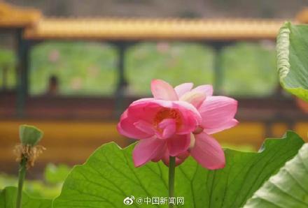 接二連三!圓明園現(xiàn)今夏第三朵并蒂蓮 接二連三!圓明園現(xiàn)今夏第三朵并蒂蓮