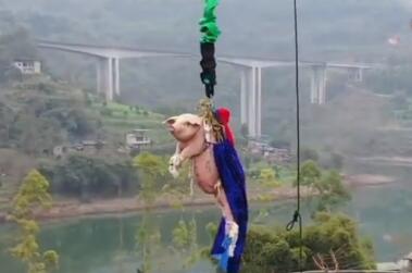 綁豬蹦極景區(qū)致歉 蹦極豬被送屠宰場這下是真的“沒事”了