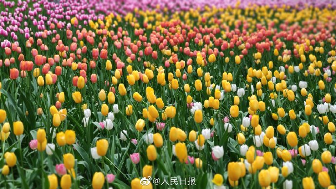 美!北京中山公園郁金香爛漫盛開(kāi) 美!北京中山公園郁金香爛漫盛開(kāi)