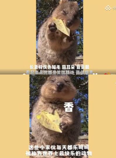 【自帶音效】短尾矮袋鼠把樹葉吃出薯片的感覺,世界上最開心動物