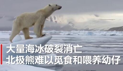 全球變暖或致北極熊在2100年滅絕!具體是怎么回事?怎么造成的?附詳情!