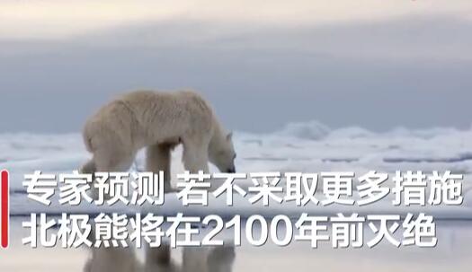 全球變暖或致北極熊在2100年滅絕!具體是怎么回事?怎么造成的?附詳情!