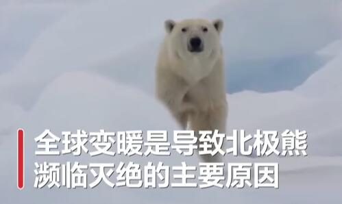 全球變暖或致北極熊在2100年滅絕!具體是怎么回事?怎么造成的?附詳情!