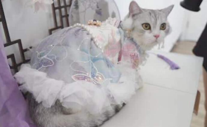 貓星人穿上漢服