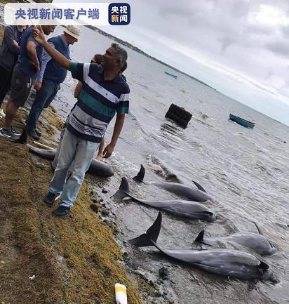18只海豚死于毛里求斯東南海岸 民眾猜測或與日本貨船漏油事件有關(guān) 18只海豚死于毛里求斯東南海岸 民眾猜測或與日本貨船漏油事件有關(guān)