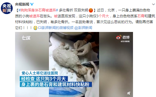 太惡劣!3個月狗狗渾身涂石膏被丟街頭 多處骨折已失明