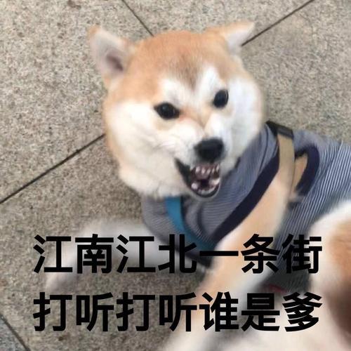打聽打聽誰(shuí)是爹什么梗2
