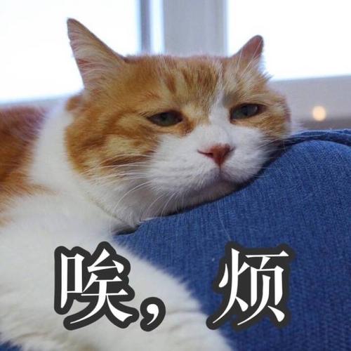 我吼煩是什么意思 我吼煩什么梗2