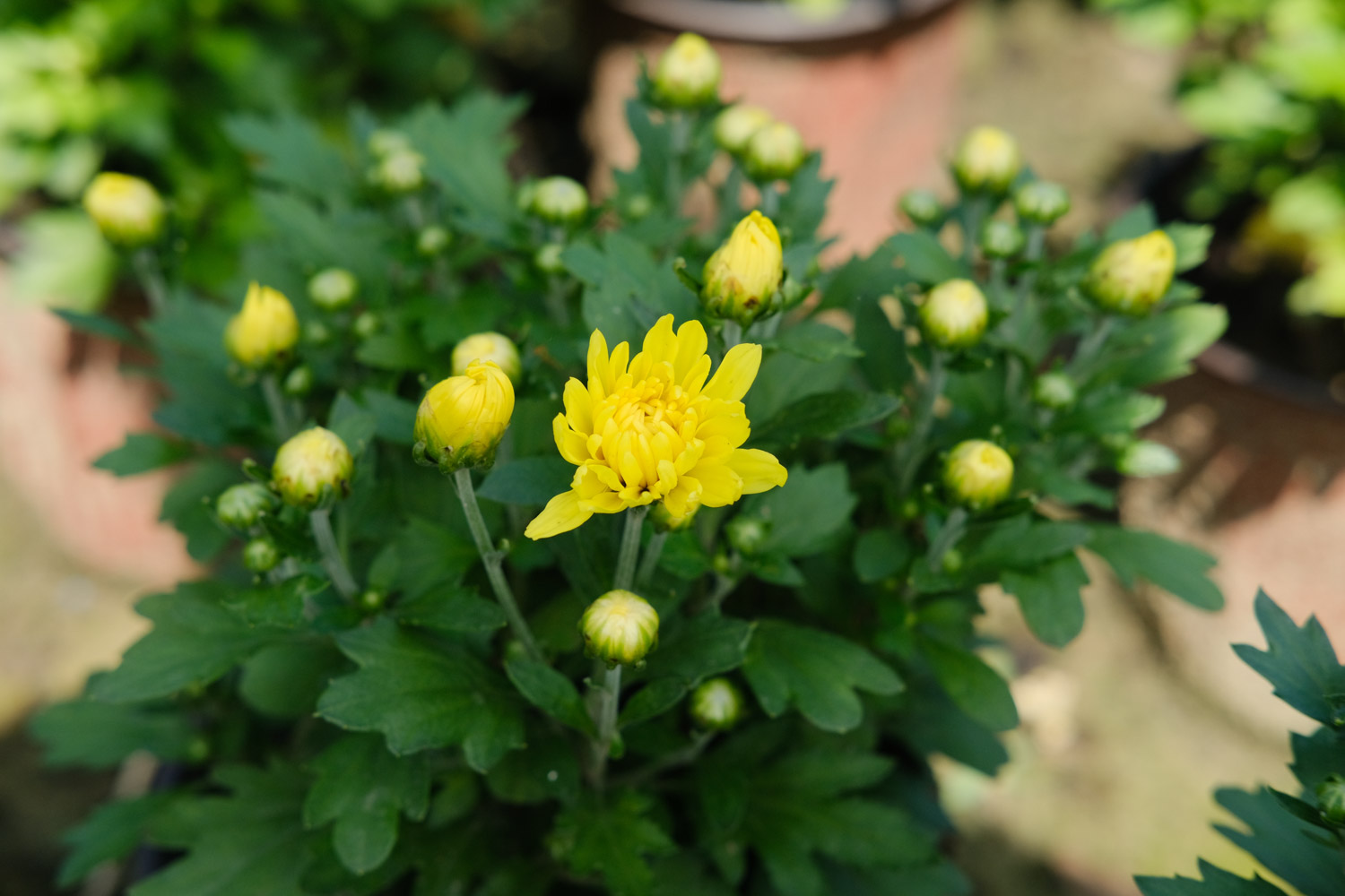 菊花 菊花