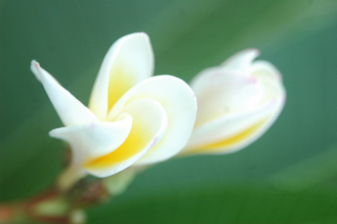 白蘭花的養(yǎng)殖方法