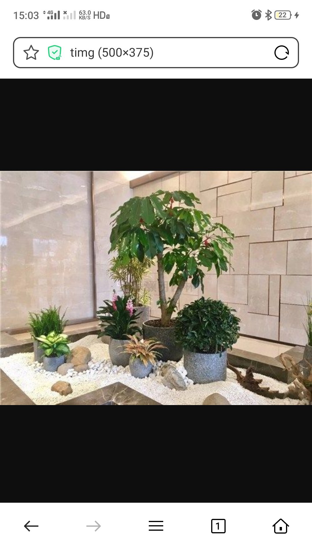 店里適合放什么植物