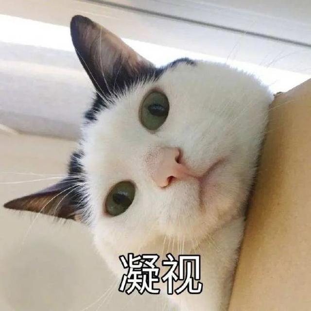 貓貓能有什么壞心眼是什么梗?貓貓能有什么壞心眼表情包圖片2