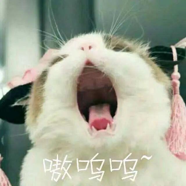 貓貓能有什么壞心眼是什么梗?貓貓能有什么壞心眼表情包圖片3