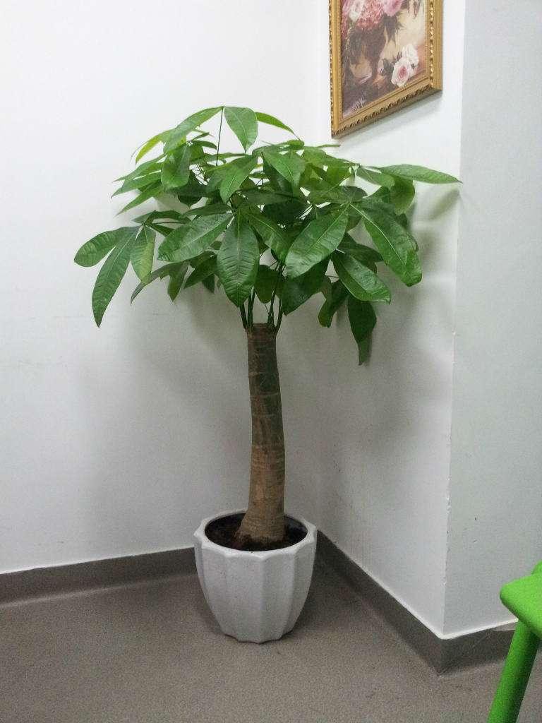 平安樹在家居中的作用