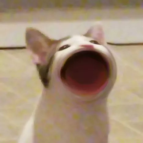 popcatʲô˼ popcatһ[DƬ5