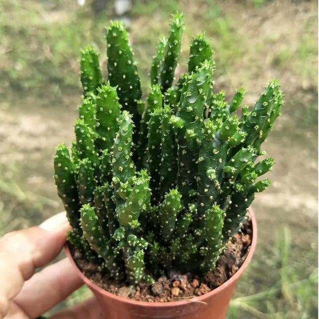 姬珊瑚在家居中的作用