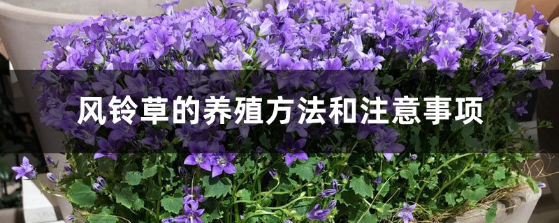 丹麥風(fēng)鈴草的養(yǎng)殖方法和注意事項(xiàng)
