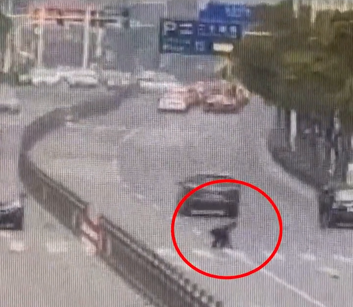 狗狗未拴繩過馬路被撞死主人全責(zé),大媽:狗子走的是斑馬線 狗狗未拴繩過馬路被撞死主人全責(zé),大媽:狗子走的是斑馬線