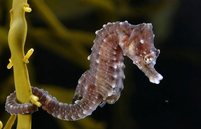 海馬是海洋中的龍?還是魚?