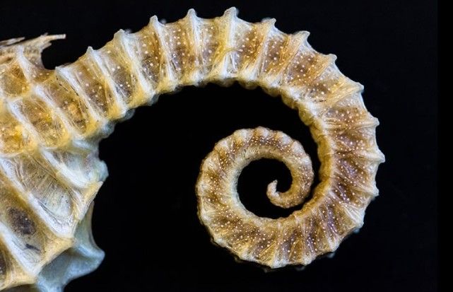 海馬是海洋中的龍?還是魚?