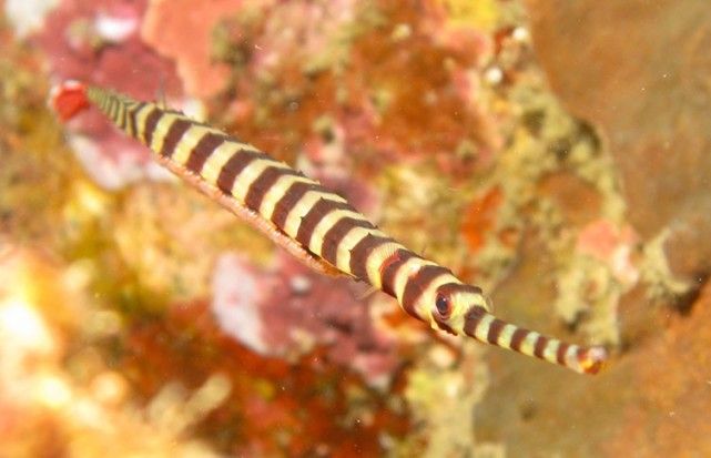海馬是海洋中的龍?還是魚?