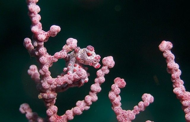 海馬是海洋中的龍?還是魚?