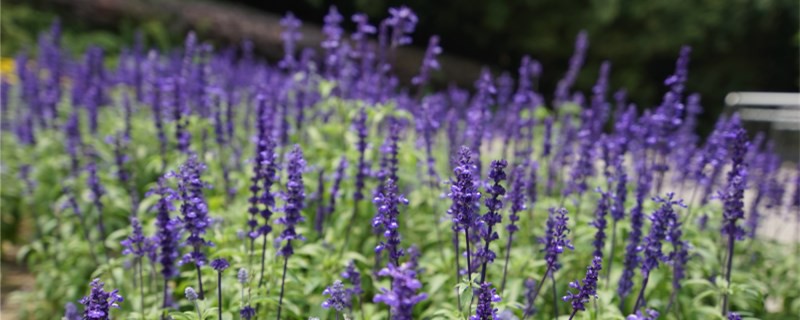 新疆薰衣草幾月開(kāi)花