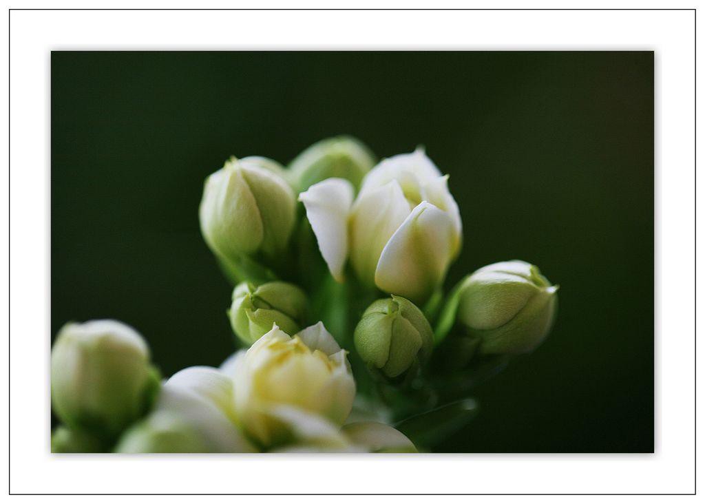 白色長(zhǎng)壽花養(yǎng)殖方法和注意事項(xiàng)
