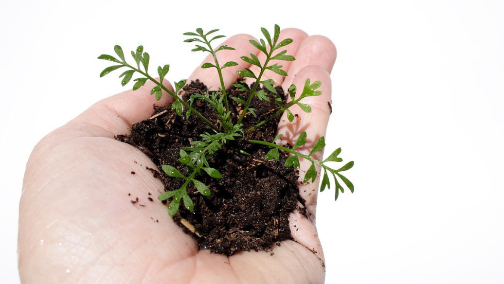勿忘我種子種植方法