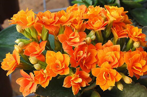 1622124813939383.jpg data-cke-saved-src=http___wangwa.cc_files_201903_2019030711465166.jpg&refer=http___wangwa_副本.jpg src=http___wangwa.cc_files_201903_2019030711465166.jpg&refer=http___wangwa_副本.jpg