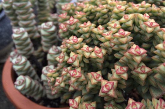 小米星木質(zhì)化后怎樣處理
