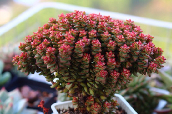 小米星木質(zhì)化后怎樣處理