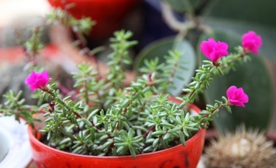 新手養(yǎng)花適合養(yǎng)什么花 新手養(yǎng)花適合養(yǎng)什么花