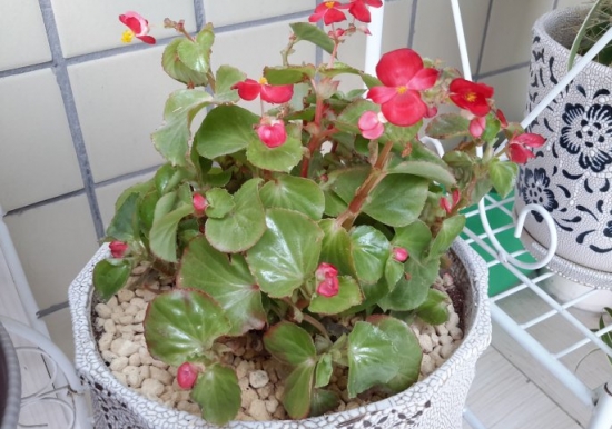 新手養(yǎng)花適合養(yǎng)什么花 新手養(yǎng)花適合養(yǎng)什么花