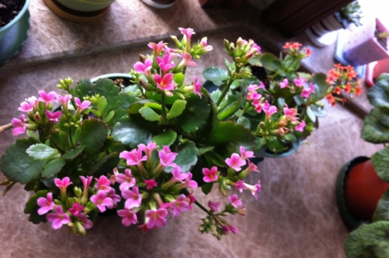 新手養(yǎng)花適合養(yǎng)什么花 新手養(yǎng)花適合養(yǎng)什么花