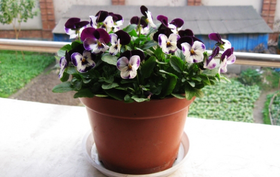 新手養(yǎng)花適合養(yǎng)什么花 新手養(yǎng)花適合養(yǎng)什么花